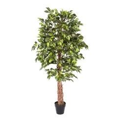 Green Artificial Ficus Tree With Twisted Real Wood Trunk, 6 Ft
