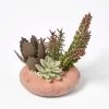 Artificial Succulent Arrangement In Decorative Round Terracotta Pot, 15cm Tall