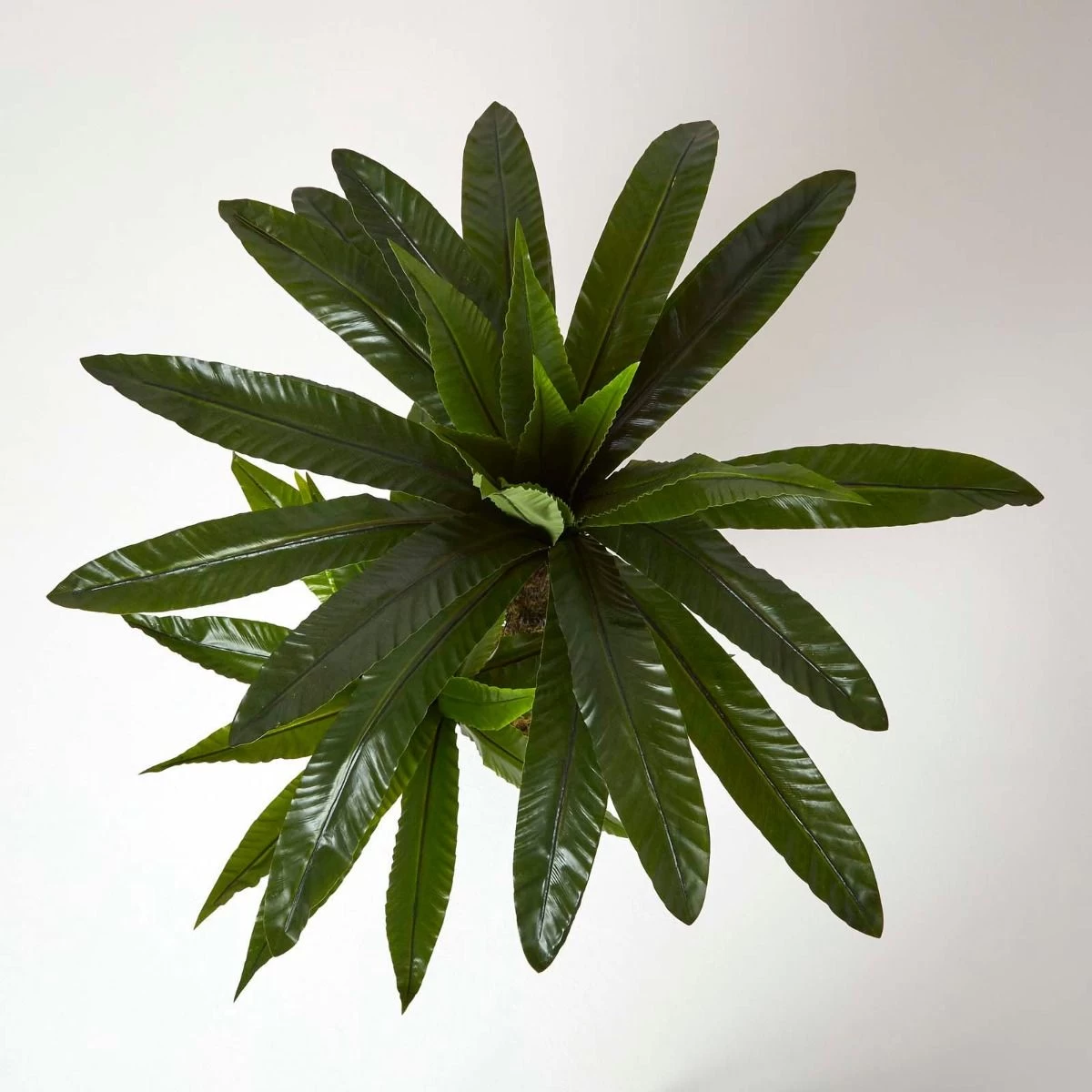 Artificial Bird’s Nest Fern In Pot, 120 Cm Tall - Image 2