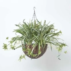 Artificial Hanging Basket Spider Plant, 60 Cm