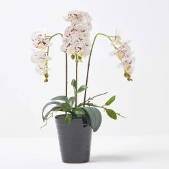 White Orchid 56 Cm Phalaenopsis In Ceramic Pot