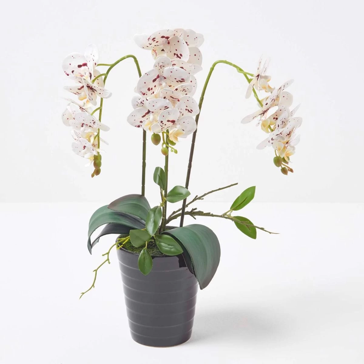 White Orchid 56 Cm Phalaenopsis In Ceramic Pot - Image 2