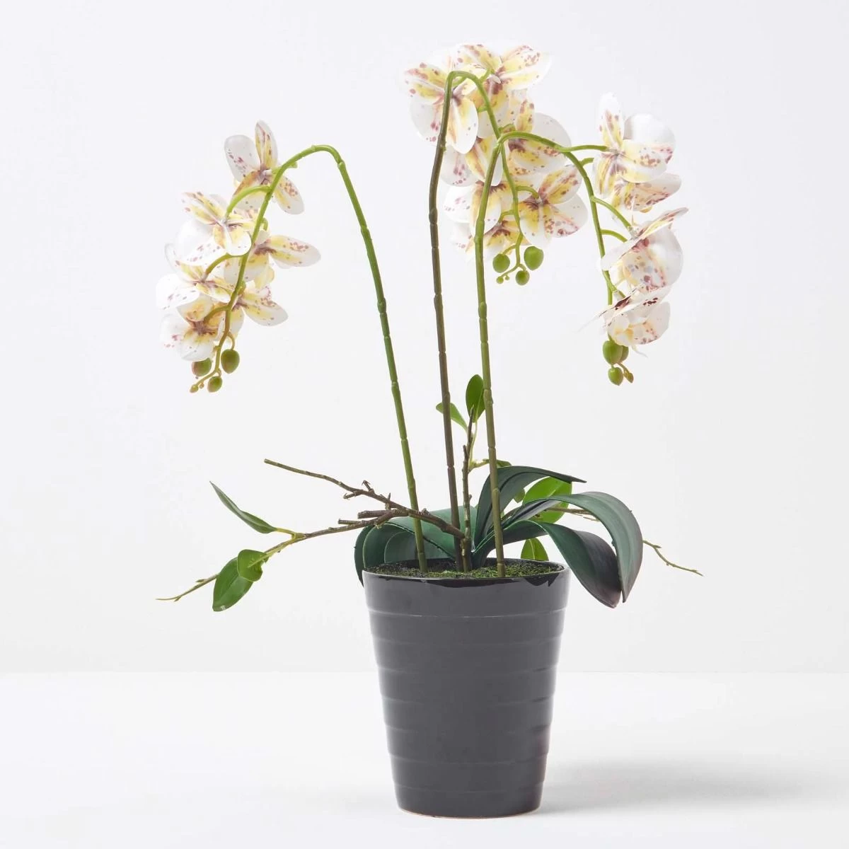 White Orchid 56 Cm Phalaenopsis In Ceramic Pot - Image 6