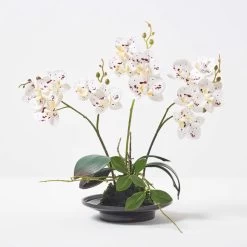 White Orchid 38 Cm Phalaenopsis In Ceramic Pot