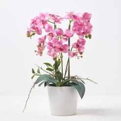 Pink Orchid 54 Cm Phalaenopsis In Ceramic Pot Extra Large, 5 Stems