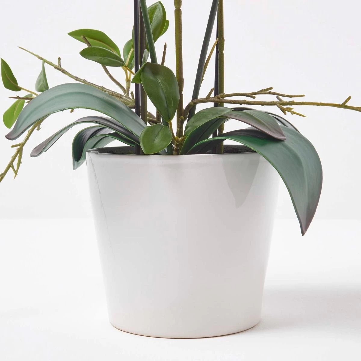 Pink Orchid 54 Cm Phalaenopsis In Ceramic Pot Extra Large, 5 Stems - Image 4