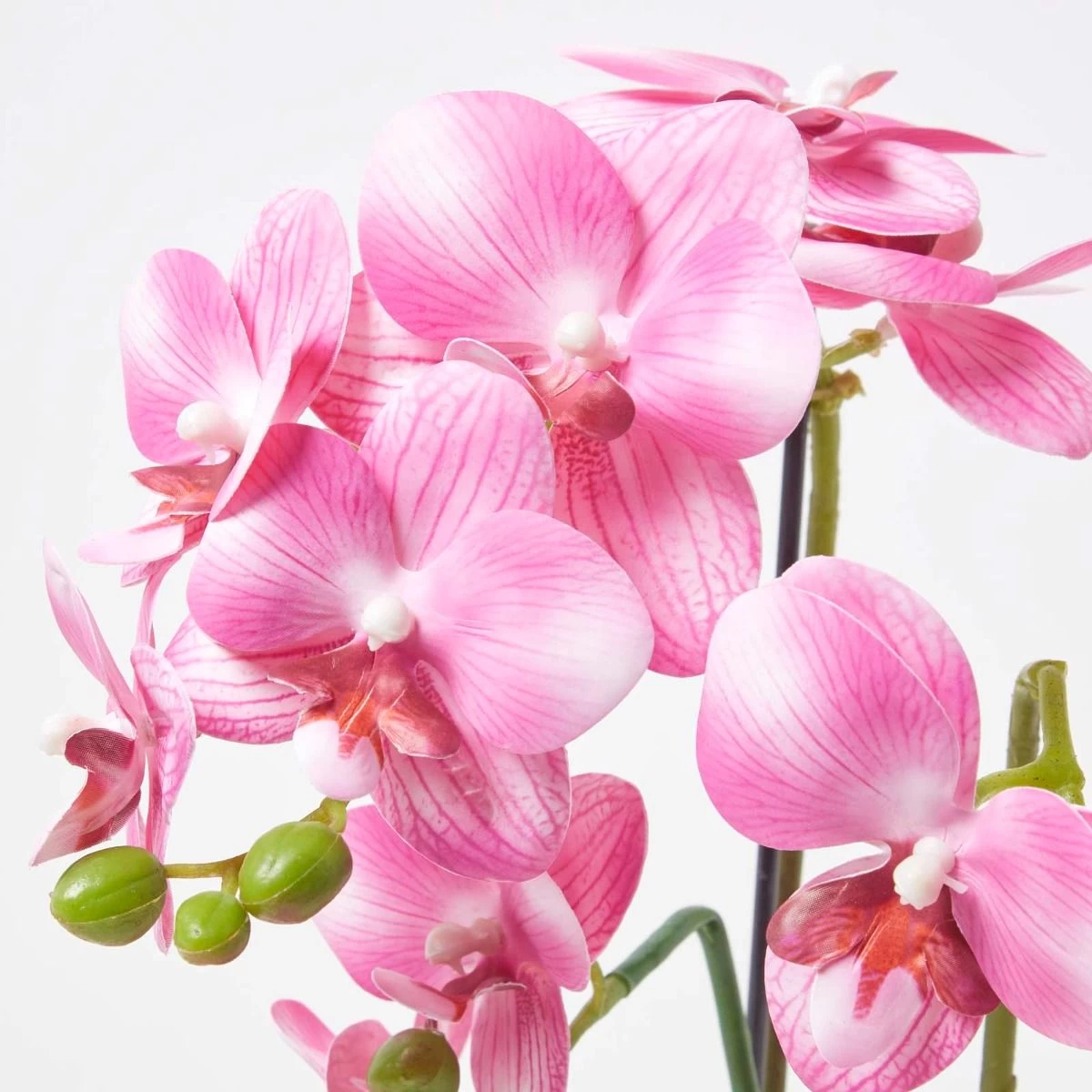Pink Orchid 54 Cm Phalaenopsis In Ceramic Pot Extra Large, 5 Stems - Image 5