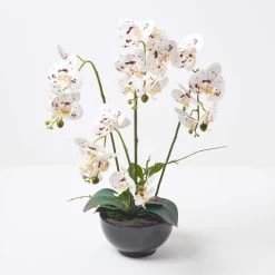 White Orchid 62 Cm Phalaenopsis In Ceramic Pot Extra Large, 5 Stems