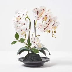 White Orchid 36 Cm Phalaenopsis In Ceramic Pot