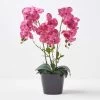 Pink Orchid 60 Cm Phalaenopsis In Ceramic Pot