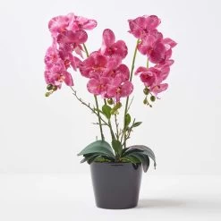 Pink Orchid 60 Cm Phalaenopsis In Ceramic Pot