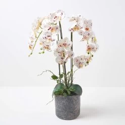 White Orchid 82 Cm Phalaenopsis In Cement Pot Extra Large, 5 Stems