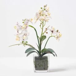 White Orchid 42 Cm Phalaenopsis In Glass Pot