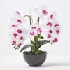 White And Pink Orchid 56 Cm Phalaenopsis In Ceramic Pot