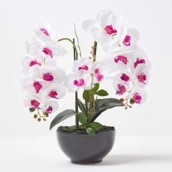 White And Pink Orchid 56 Cm Phalaenopsis In Ceramic Pot