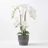 White Orchid 82 Cm Phalaenopsis In Ceramic Pot Extra Large, 4 Stems