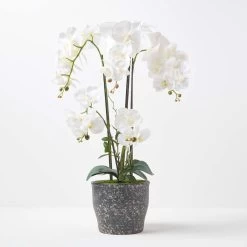 White Orchid 82 Cm Phalaenopsis In Ceramic Pot Extra Large, 4 Stems
