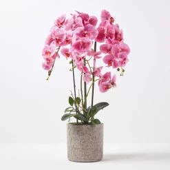 Pink Orchid 82 Cm Phalaenopsis In Cement Pot Extra Large, 4 Stems