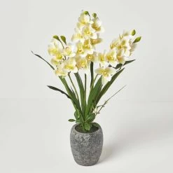 White Orchid 82 Cm Cymbidium In Cement Pot Extra Large, 3 Stems