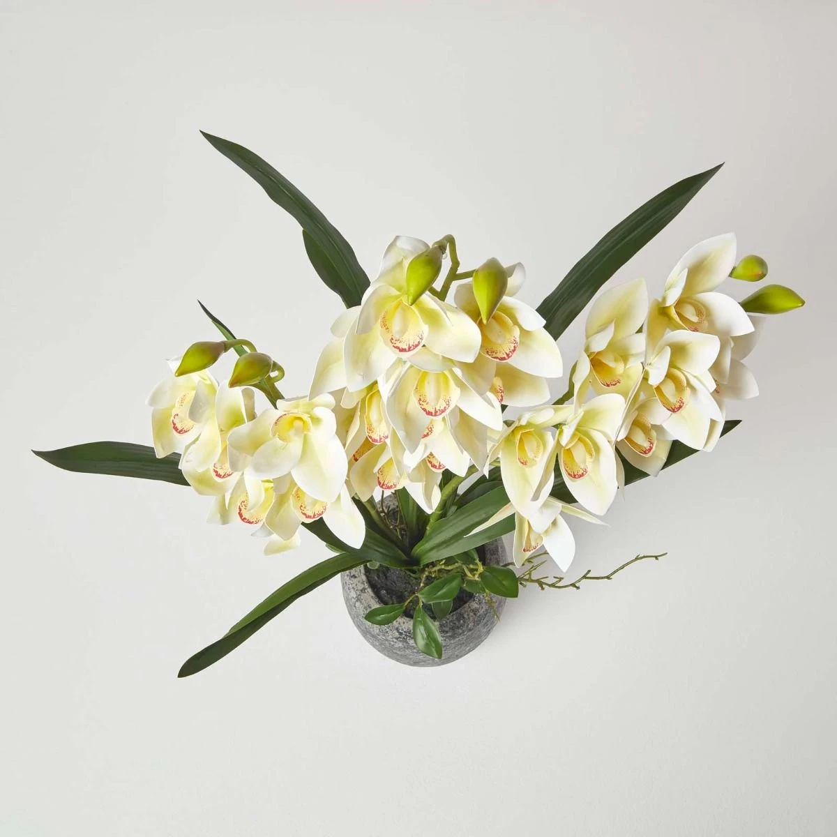 White Orchid 82 Cm Cymbidium In Cement Pot Extra Large, 3 Stems - Image 4