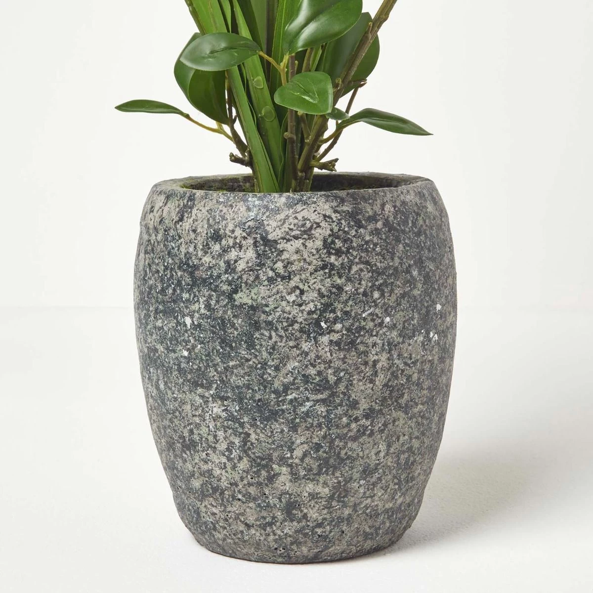 White Orchid 82 Cm Cymbidium In Cement Pot Extra Large, 3 Stems - Image 5