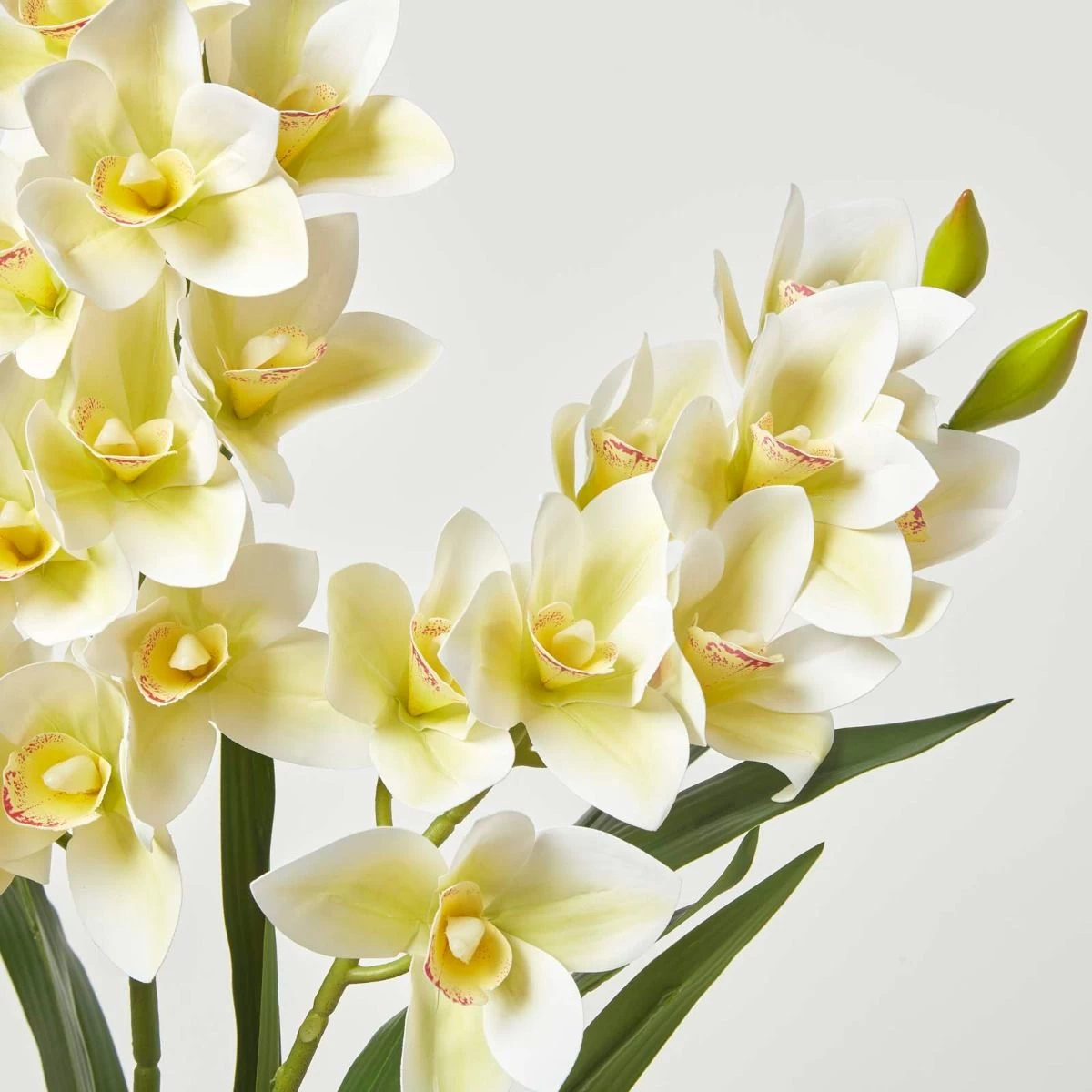 White Orchid 82 Cm Cymbidium In Cement Pot Extra Large, 3 Stems - Image 6