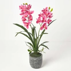 Red Orchid 80 Cm Cymbidium In Cement Pot Extra Large, 2 Stems