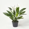 White Peace Lily In Pot