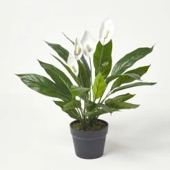 White Peace Lily In Pot