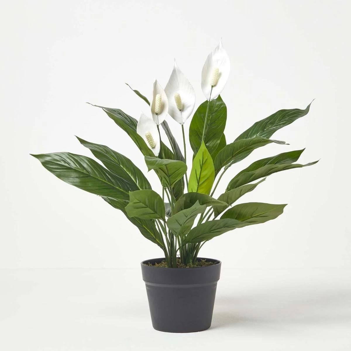 White Peace Lily In Pot, 60 Cm Tall - Image 3