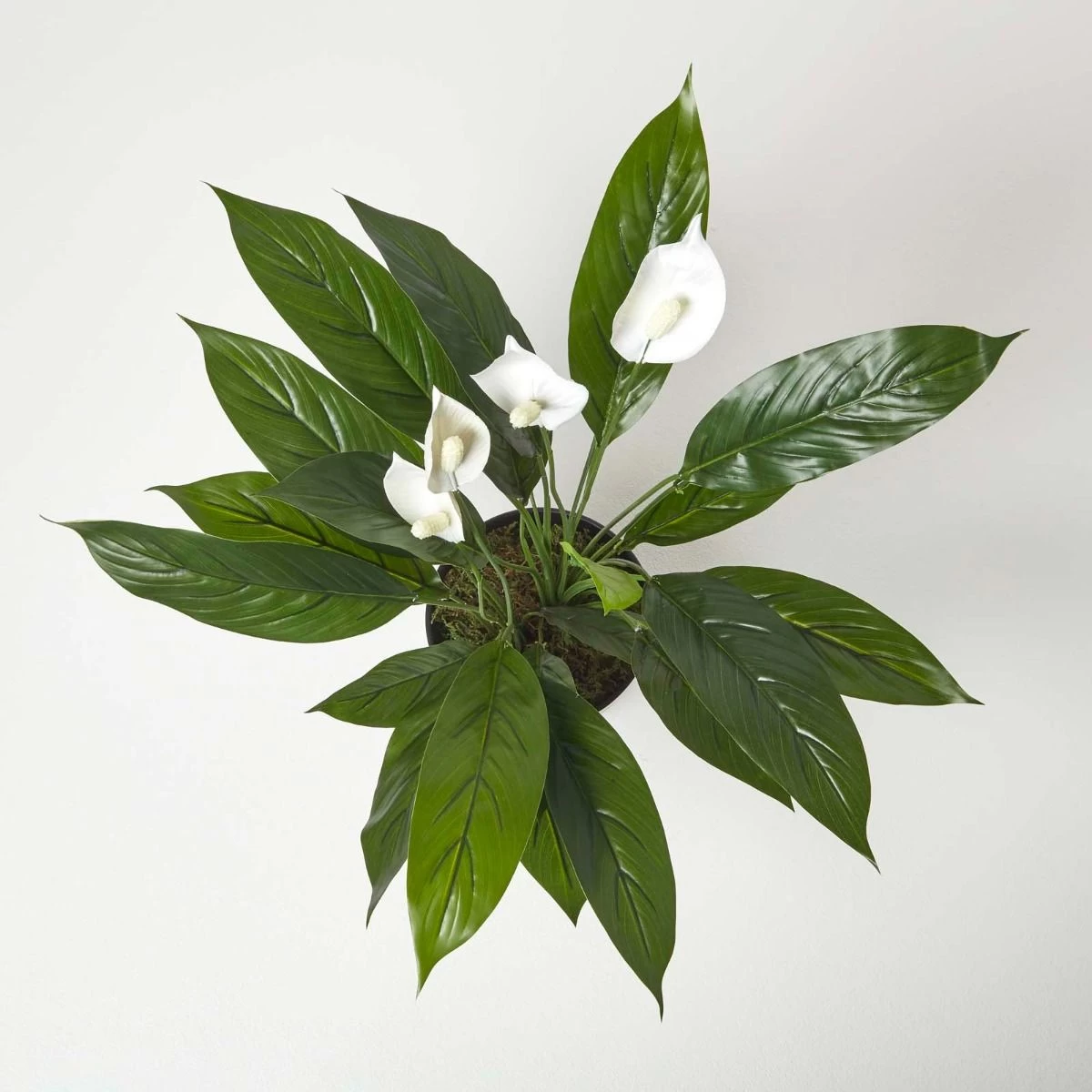 White Peace Lily In Pot, 60 Cm Tall - Image 4