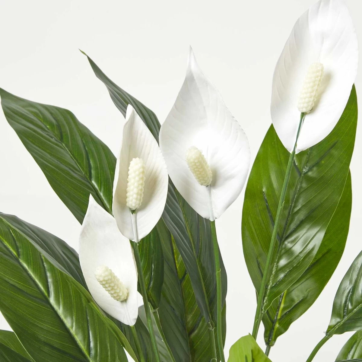 White Peace Lily In Pot, 60 Cm Tall - Image 6