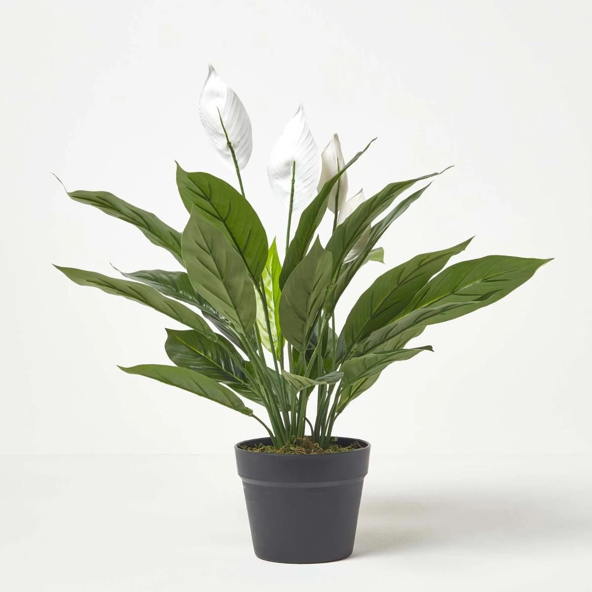 White Peace Lily In Pot, 60 Cm Tall - Image 7