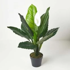 White Peace Lily In Pot, 90 Cm Tall