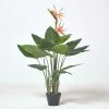 Bird Of Paradise Plant In Pot, 120 Cm Tall