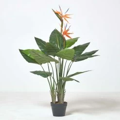 Bird Of Paradise Plant In Pot, 120 Cm Tall