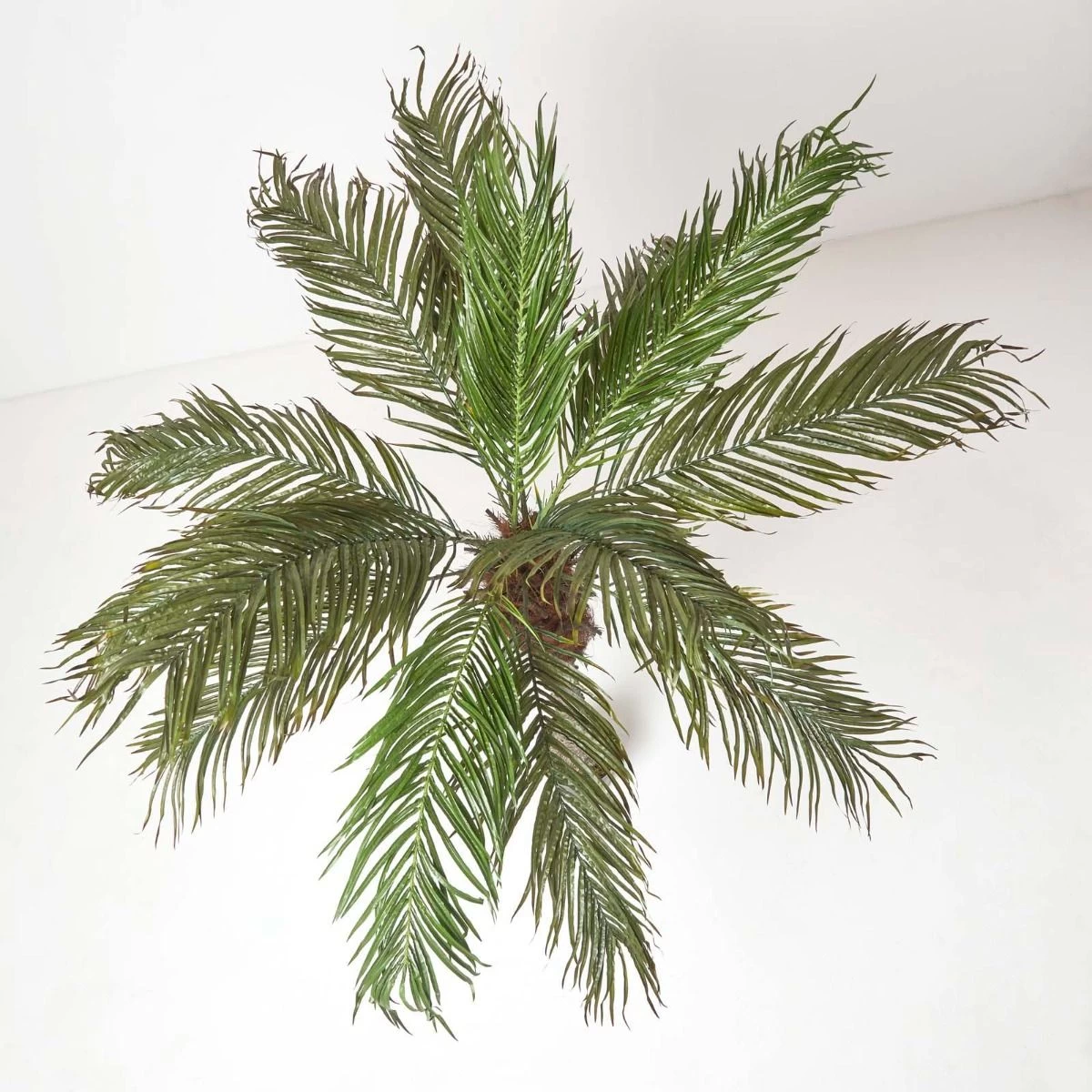 Phoenix Palm Tree In Pot, 160 Cm Tall - Image 2
