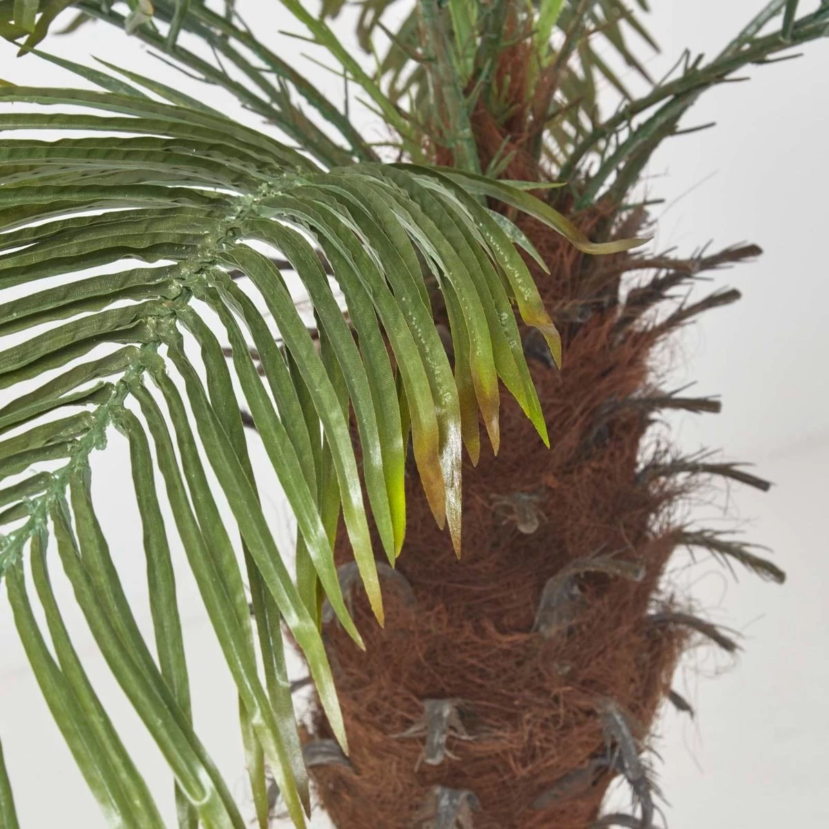 Phoenix Palm Tree In Pot, 160 Cm Tall - Image 4