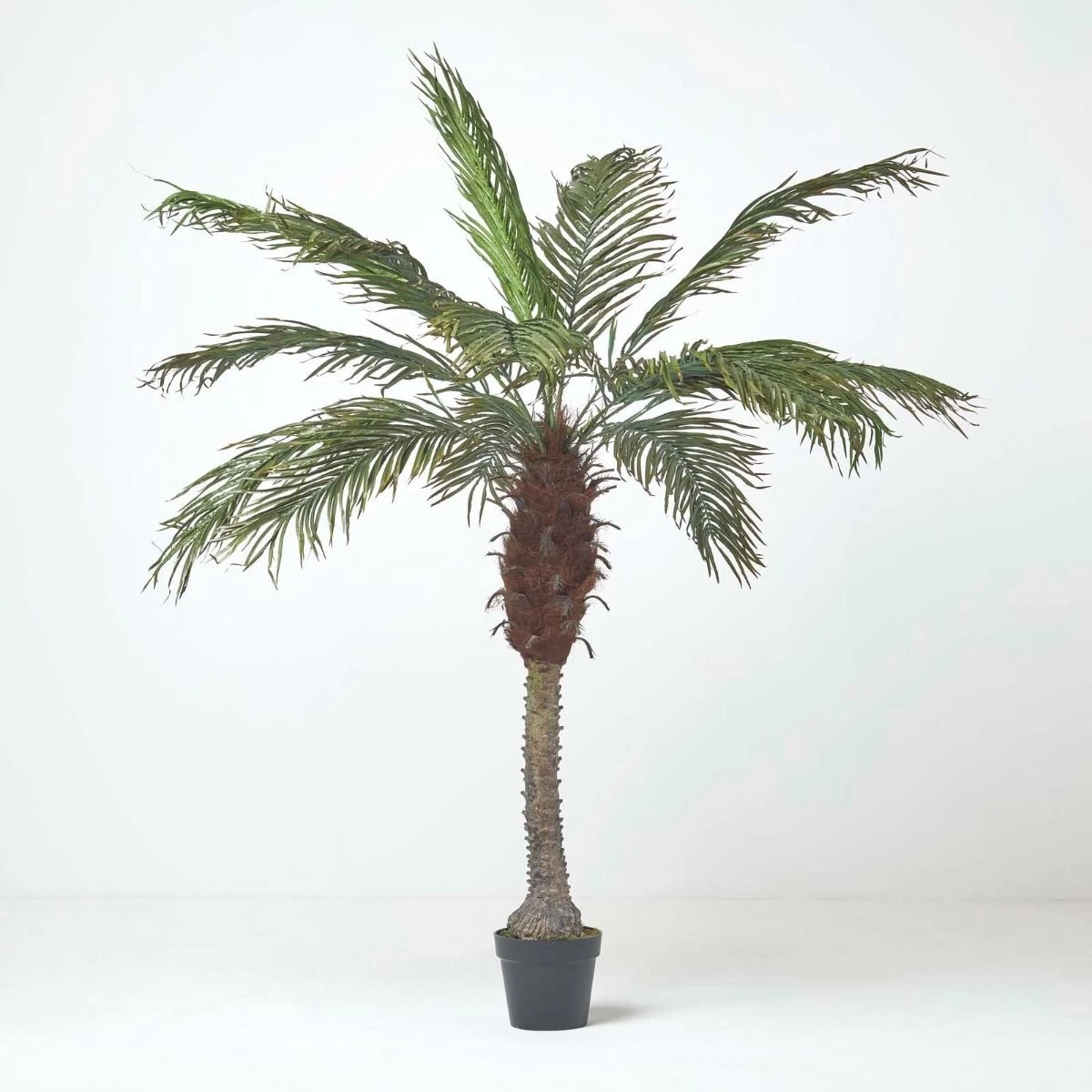 Phoenix Palm Tree In Pot, 160 Cm Tall - Image 5