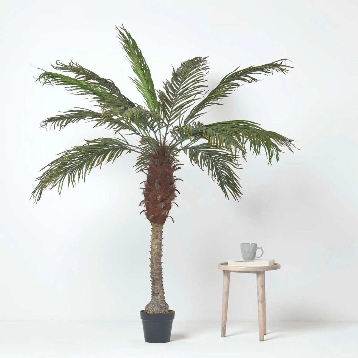 Phoenix Palm Tree In Pot, 160 Cm Tall - Image 6
