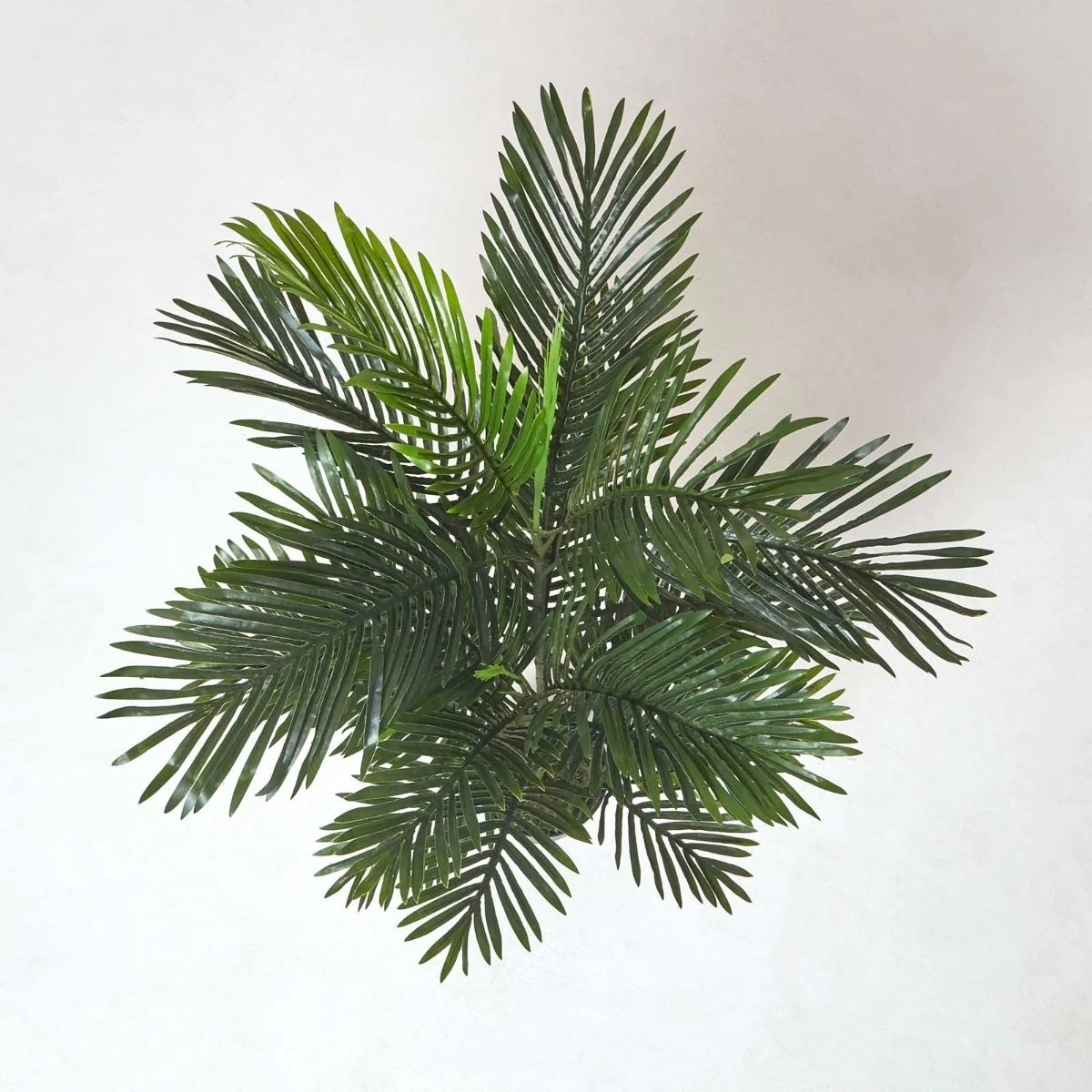 Multi Stem Green Palm Tree In Pot, 120 Cm - Image 4