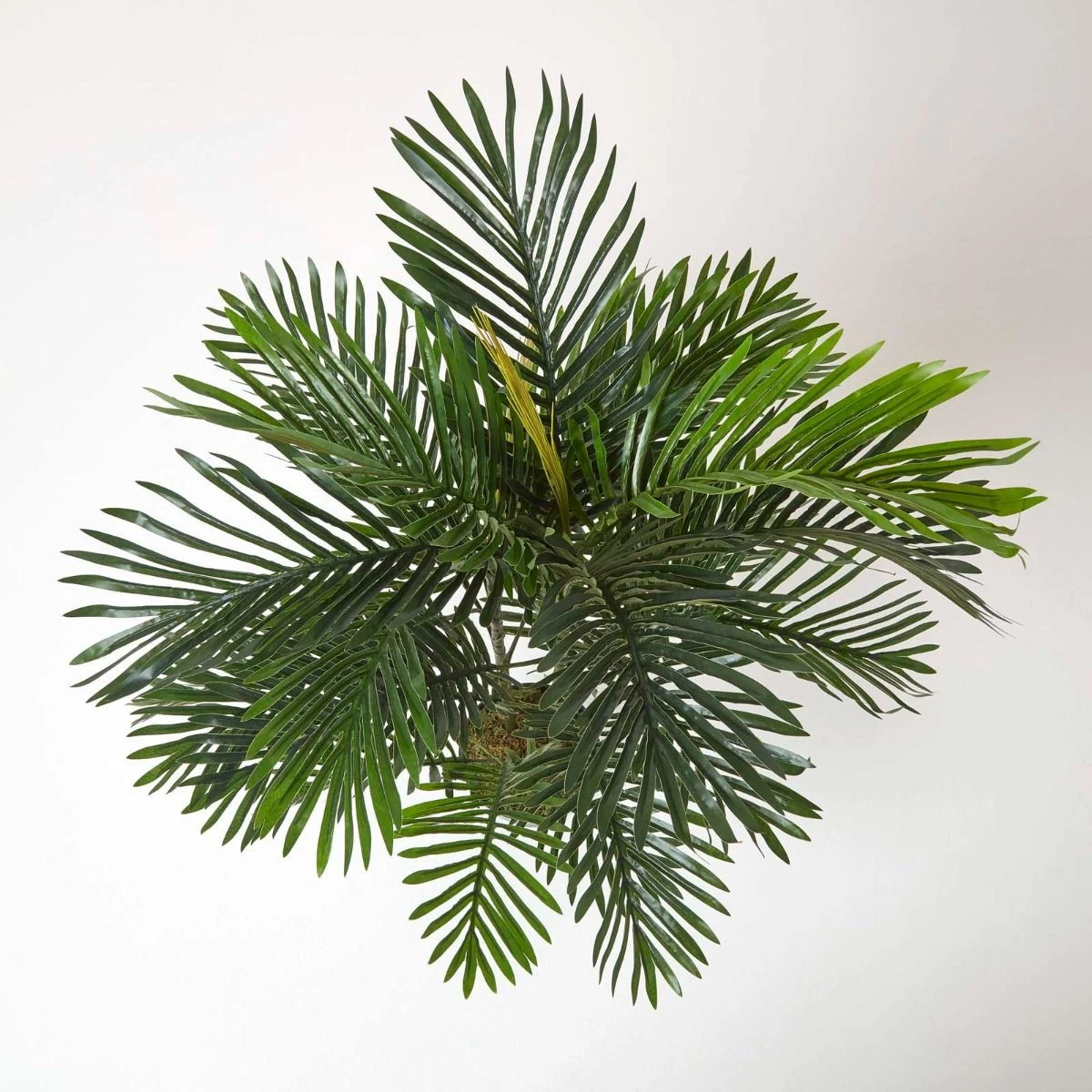 Areca Palm Tree In Pot, 120 Cm Tall - Image 2