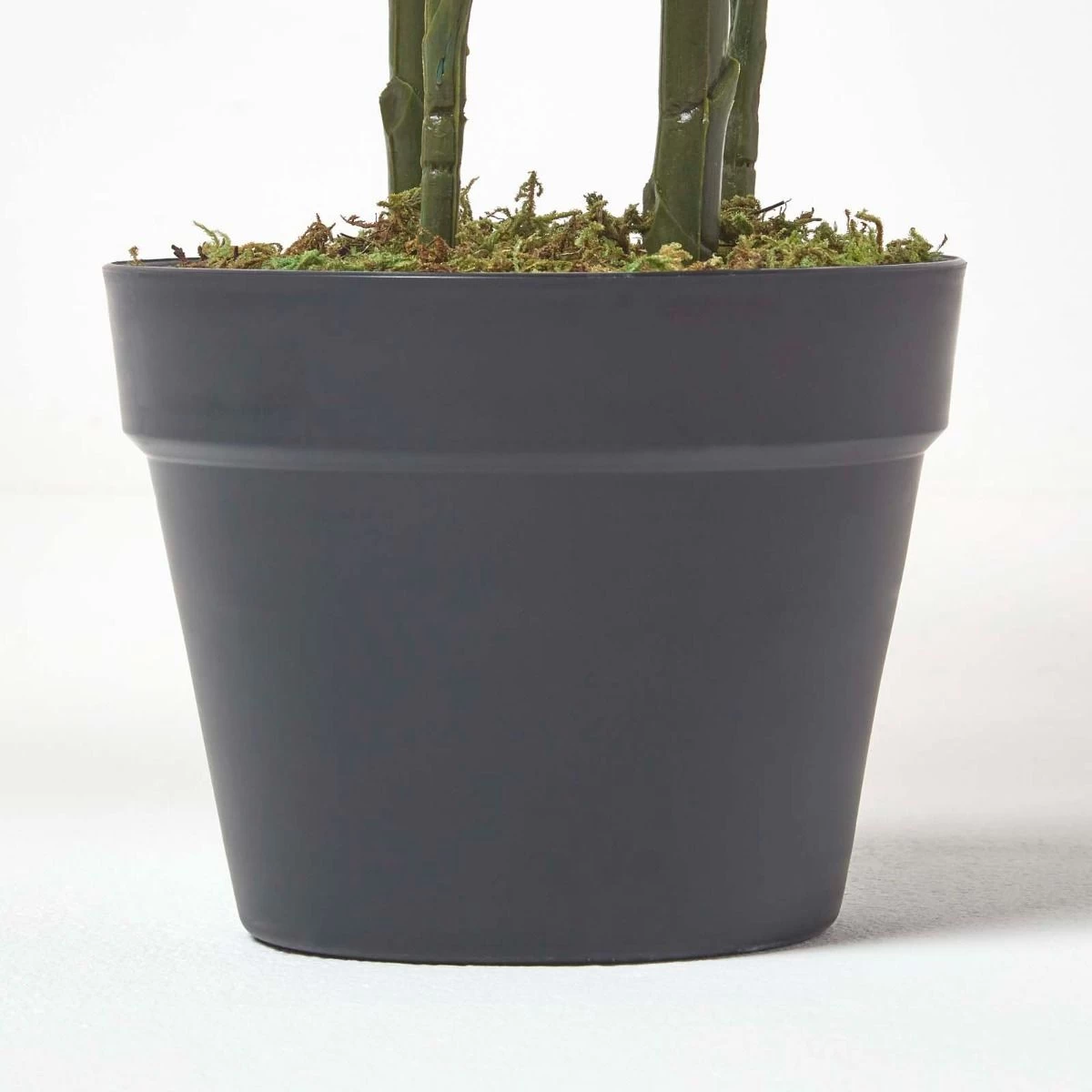 Areca Palm Tree In Pot, 120 Cm Tall - Image 3