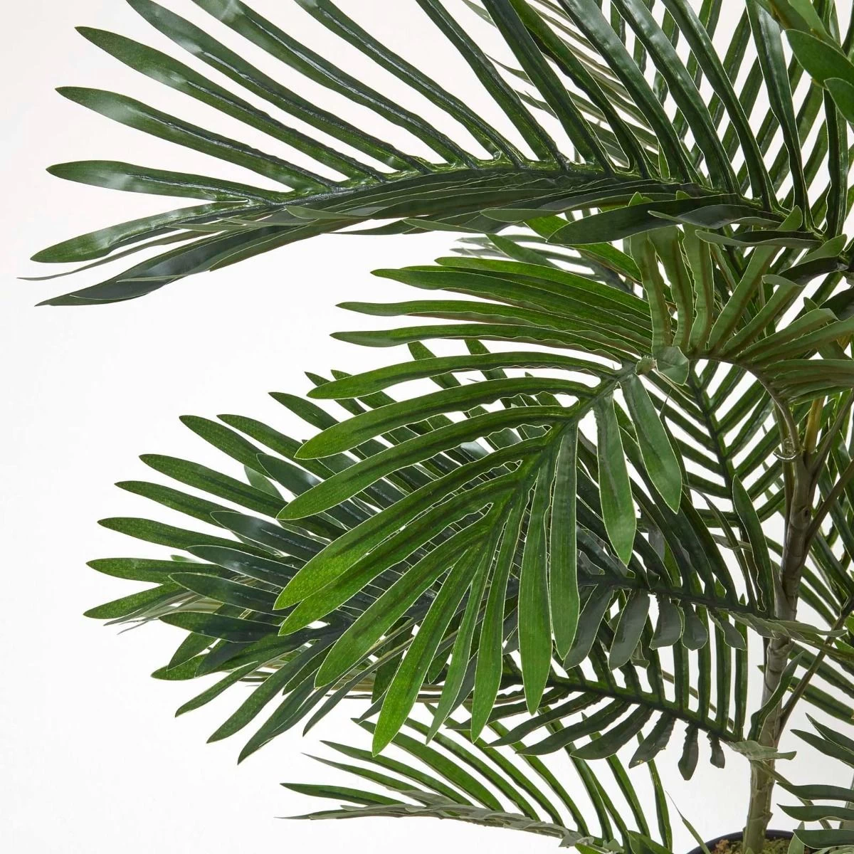 Areca Palm Tree In Pot, 120 Cm Tall - Image 4