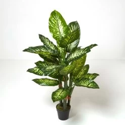 Dieffenbachia Dumb Cane Plant In Pot, 150 Cm Tall