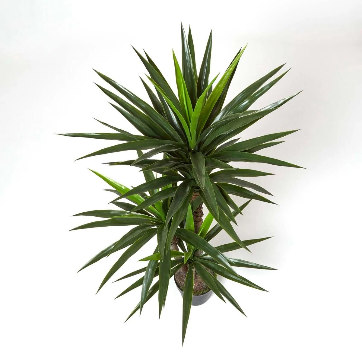 Yucca Tree In Pot, 150 Cm Tall - Image 2