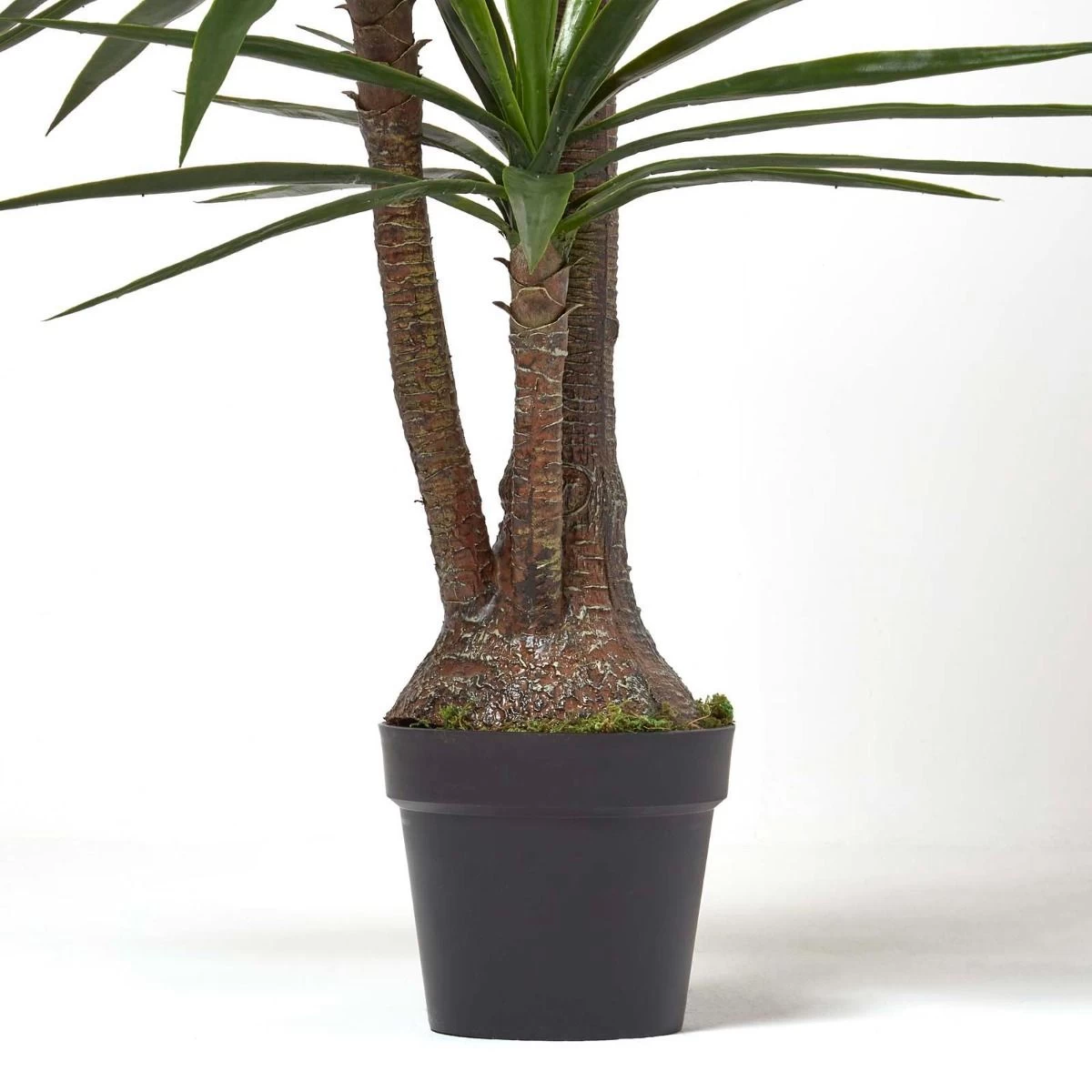 Yucca Tree In Pot, 150 Cm Tall - Image 3