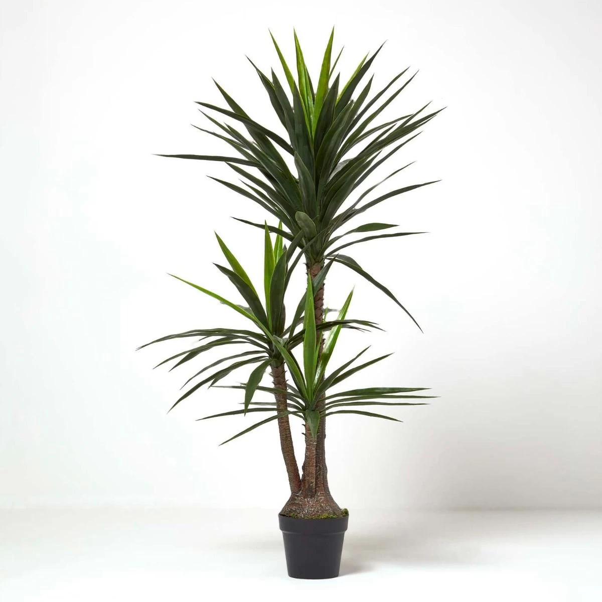 Yucca Tree In Pot, 150 Cm Tall - Image 5