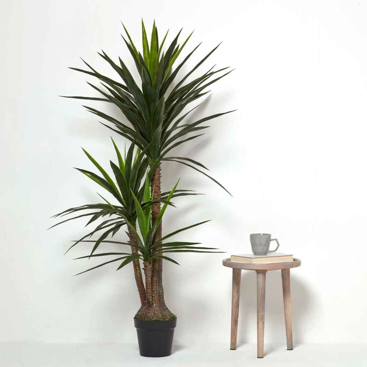Yucca Tree In Pot, 150 Cm Tall - Image 6