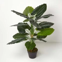 Taro Plant In Pot, 90 Cm Tall